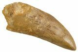 Serrated, Carcharodontosaurus Tooth - Huge Dinosaur Tooth #259439-1